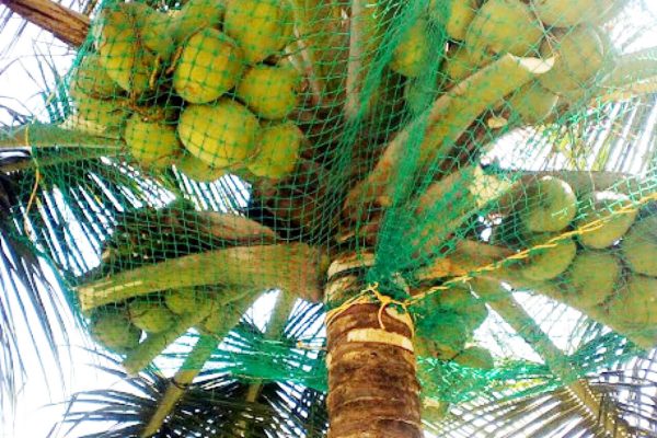 coconut-safty-net