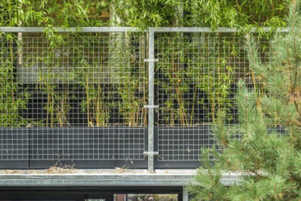 green-house-with-lush-greenery-600x530